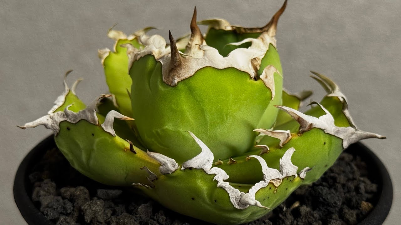 20260209 アガベ・チタノタ 中国螃蟹（厳選コンパクト）- 011｜agave