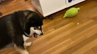 Puppy Tonks learning how to doggo. by The Angry Shiba Channel 155 views 1 year ago 53 seconds