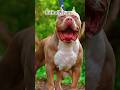 What do you think about pitbull? 🐕 #pitbull #doglover #shortvideos