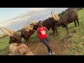 OMG Everything About The Ankole Cattle Of Uganda