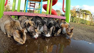 子猫達が整列して水溜まりの水を飲む