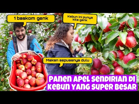 Video: Apel Merah Muda