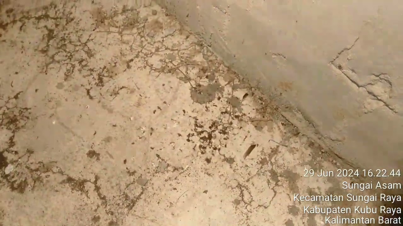 cek yg ke 2 kali nya punya bos Jojon alhamdudilah makin meningkat hasil nya