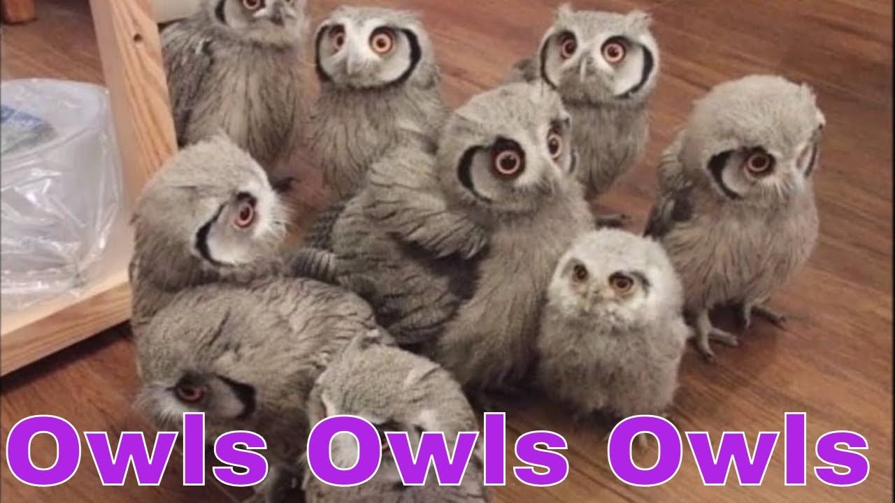 So Many Owls Burrowing Owls Albino Owl Crazy Owl Dog With