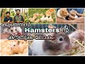 കുഞ്ഞൻ Hamsters ൻ്റ കൗതുക ലോകം🥰 || Hamster malayalam || Exotic pets malayalam || Hamster breeding