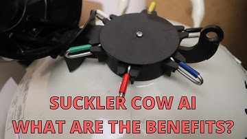 BENEFITS OF AI IN SUCKLER HERDS | TECHNICAL #12