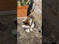 LittleKitty Lol Viralvideo Funny Cat Shortvideo Trending Amazing Cute Video Animals Trend