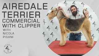 AIREDALE TERRIER COMMERCIAL GROOMING WITH CLIPPER Trailer