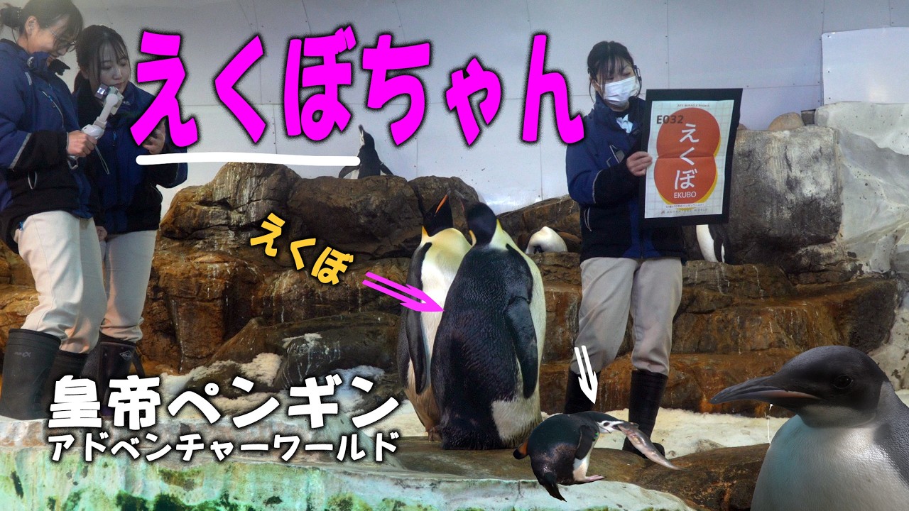 Kedama-chan renamed to Ekubo-chan] Emperor Penguin No. 44 portrait