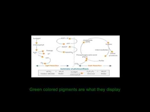 photosynthesis essay question ap biology Ap biology exam essay (free response) questionsgeneral directionsanswers must be in essay form labeled diagrams may be used to supplement discussion, but in no. photosynthesis essay question ap biology Ap biology exam essay (free response) questionsgeneral directionsanswers must be in essay form labeled diagrams may be used to supplement discussion, but in no.