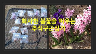 화사한 봄꽃을 피우는 추식구근 심기. I planted autumnal bulbs that bloom beautifully in spring.