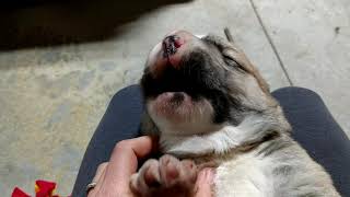 Central Asian shepherd puppy howl
