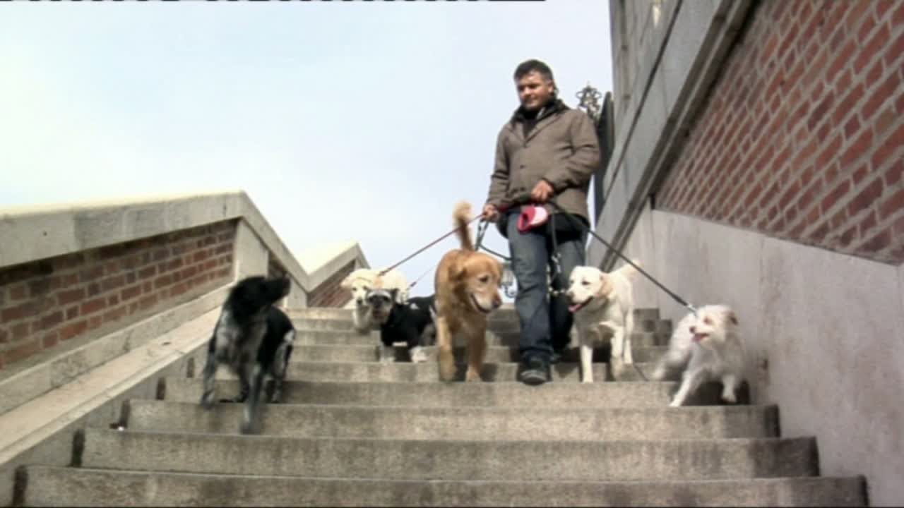 Envío lo hizo Furioso Trabajo ante la crisis: Paseador de perros - YouTube
