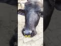 mera video banao #funny #comedy