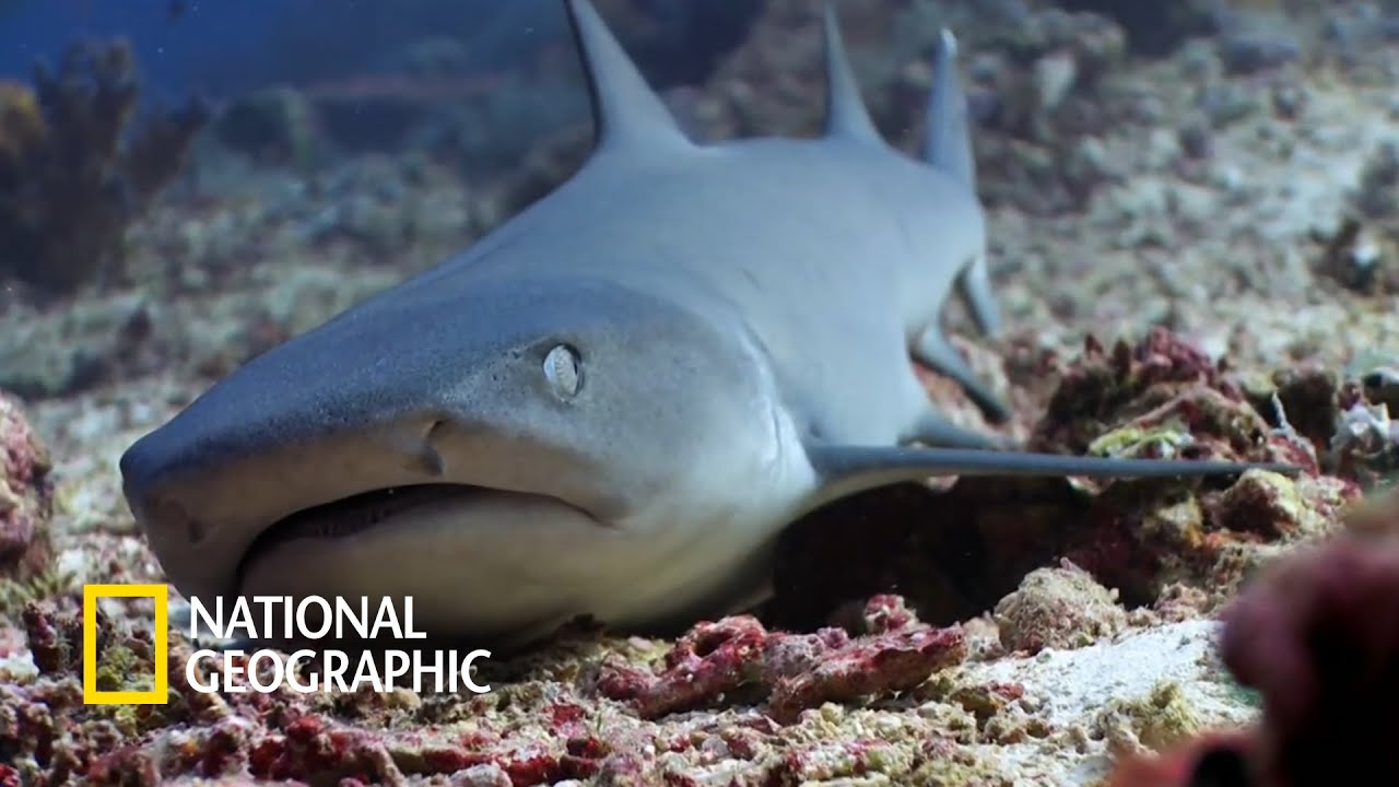 ⁣상어는 눕방 중, 평화로운 시파단의 환상적인 바닷속 | Malaysia From Below