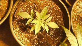 How to grow cannabis   part2