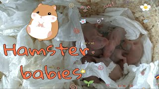 Hamster Baby Moving Close Up Syrian Golden Hamster