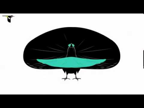 Superb Birdof Paradise Psychedelic Smiley Face 