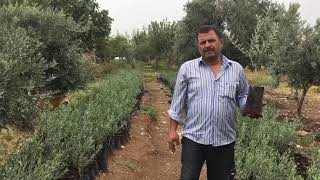 Fidanlarımız Organiktir