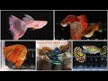 АКВАРИУМНЫЕ РЫБКИ ГУППИ, КОТОРЫЕ МЫ РАЗВОДИМ В 2023 году / GUPPY FISH THAT WE ARE BREEDING IN 2023