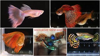 :   ,     2023  / GUPPY FISH THAT WE ARE BREEDING IN 2023