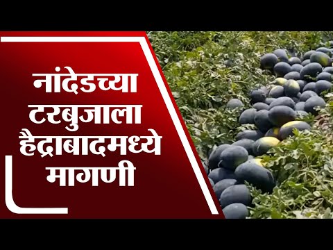 Nanded च्या टरबुजाला Hydrabad मध्ये मागणी वाढवल्याने शेतकऱ्याला सुगीचे दिवस - tv9