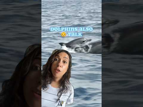 Dolphins 🐬 Use “Baby Talk”when Communicating with their Babies! Amazing Animal Facts!