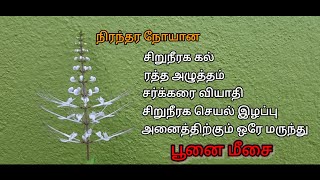 #poonaimesai #javatea #kidneytea #poovali #dialisisplant #Orthosiphon aristatus