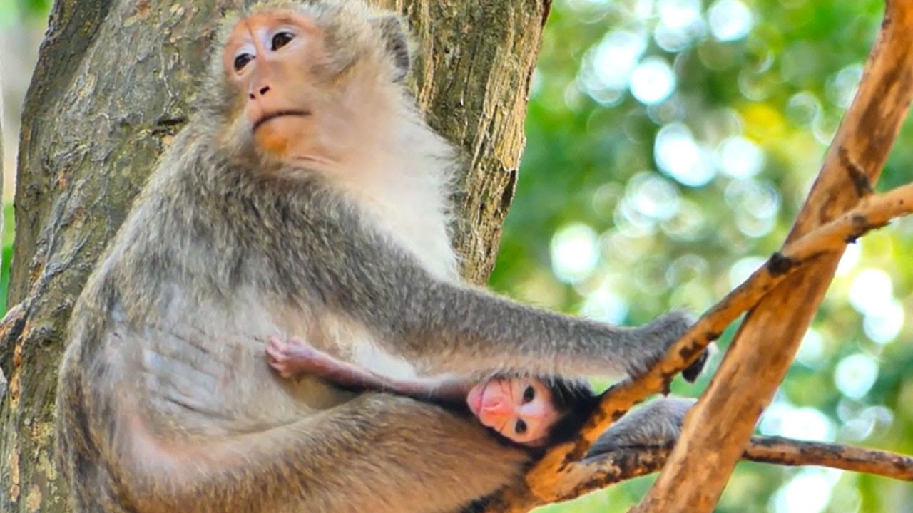 Such huge pressure heavy hand put on tiny baby monkey face, baby Elena can't move up