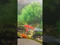 金魚さん【NOBUポチ】