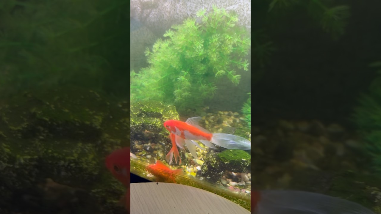 金魚さん【NOBUポチ】