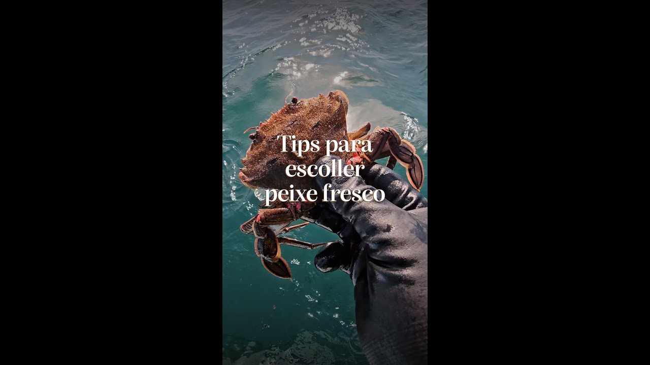 Recoñecer peixe e marisco fresco 🐟🦞  | Rogelio Santos Queiruga
