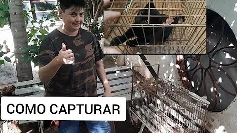 Como pegar filhote de gato arisco?
