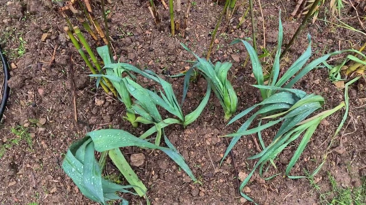 Hoy San Google me ayuda a plantar el huerto 
