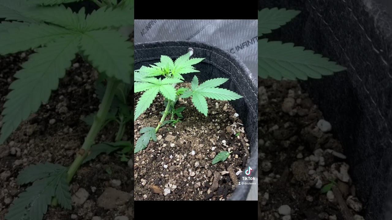 Gelato and some west coast OG 