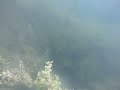 Heimstettener See unter Wasser 12