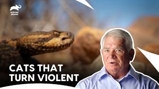 Download lagu Huge Rattlesnake Attacks Man While He Collecting Huckleberry | I Was Prey S1 E3| Animal Planet India