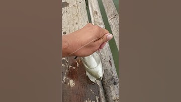 Câu cá đối bằng chai nhựa