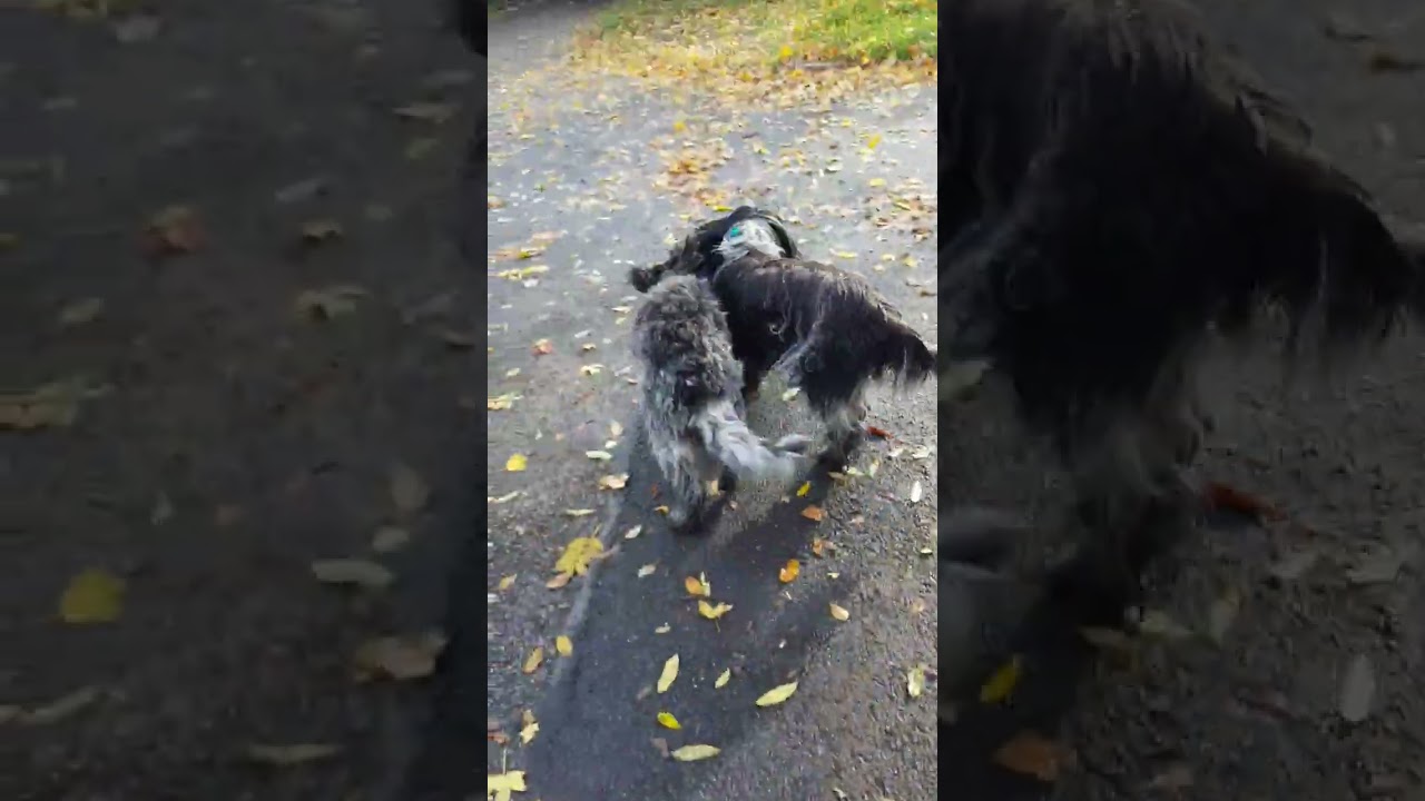 Ziemlich beste Freunde 