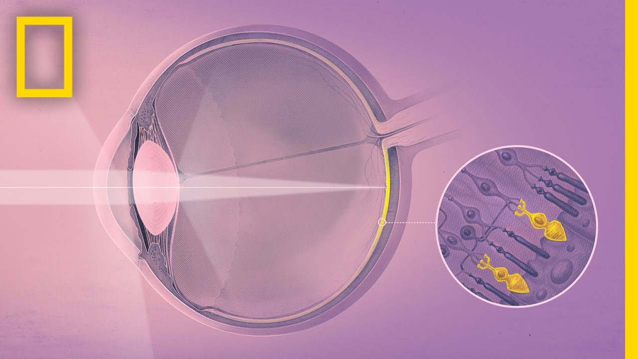 ⁣How Your Eyes Make Sense of the World | Decoder