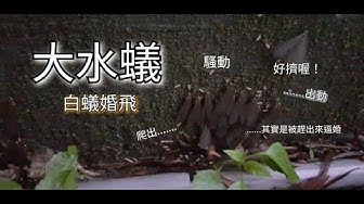 白蟻 Youtube 白蟻 Youtube