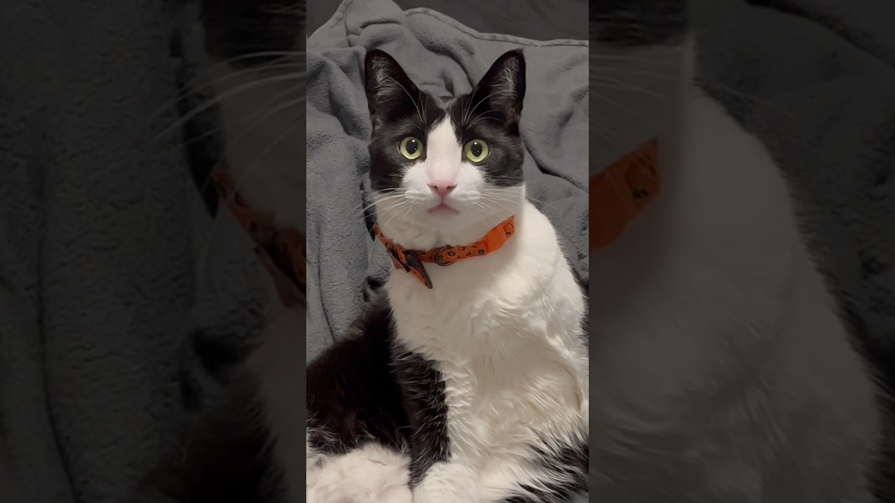 No lie, I walked in the room and Toby was like: