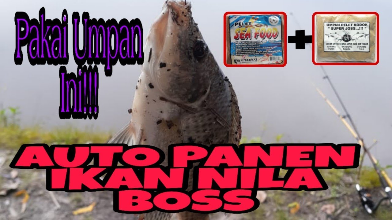 Mancing ikan nila di kolam bekas tambang pasir || hasilnya mantap!!!#2