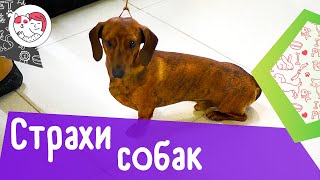 4 главных собачьих страха