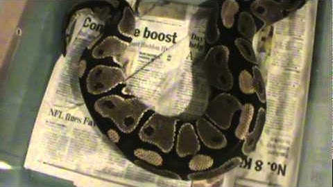 Ball Python Ovulation