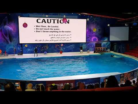 Dolphin show at Dubai Dolphinarium