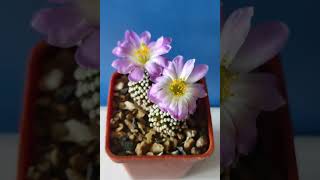 Mammillaria luethyi. #collection🌵 #cactus🇺🇦 #nature #flowers🐝 #succulent🇺🇦🌵 #mammilaria 🌵#garden