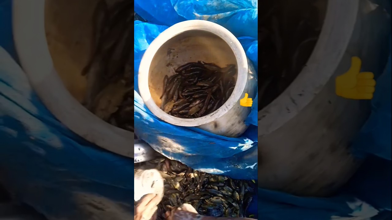 dher sari machhali dikhaiye,