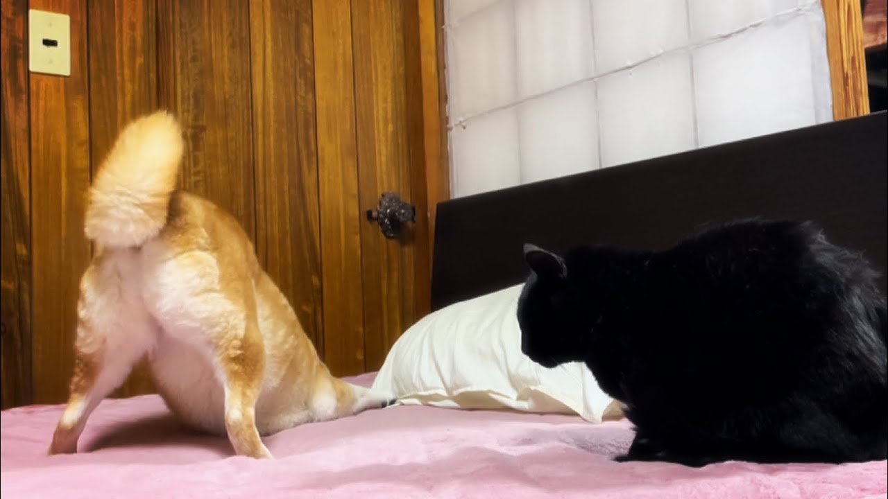 猫達がかまってくれないのでふて寝することにした柴犬 Momo Isn T Sleepy Yet Youtube