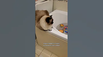Умеют ли кошки плавать?